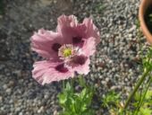 20210628_075415_resized