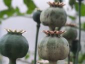 20210717_101321_resized