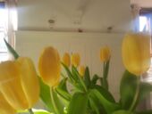 Tulpenmeer in der weissen Stube